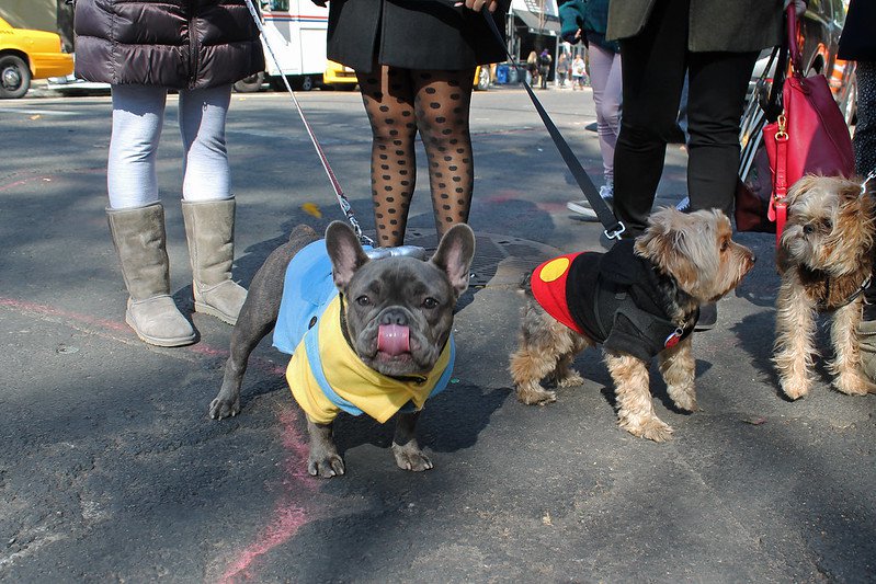 tompkins-square-dog-parade.jpg