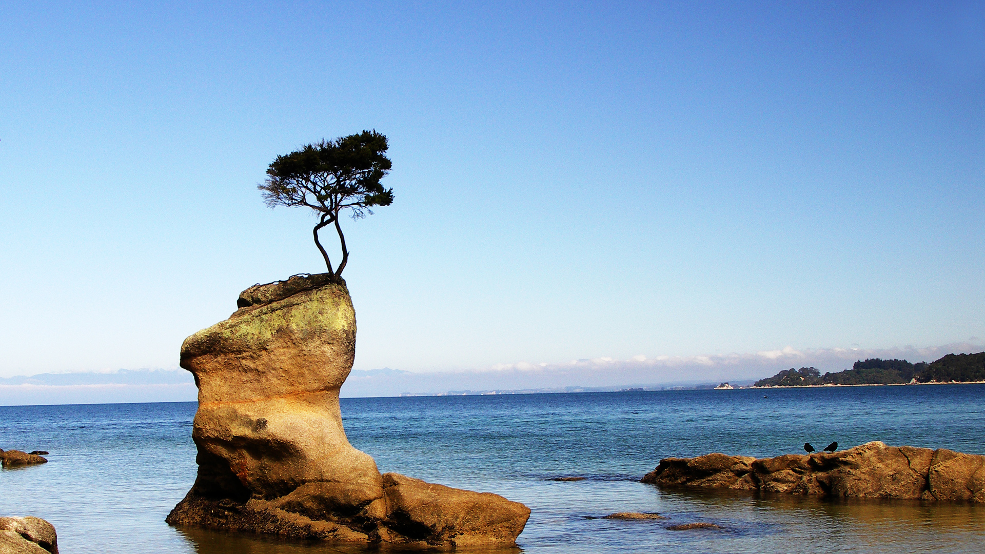 tree-growing-on-a-rock-at-the-seashore-hd-wallpaper-517154.jpg