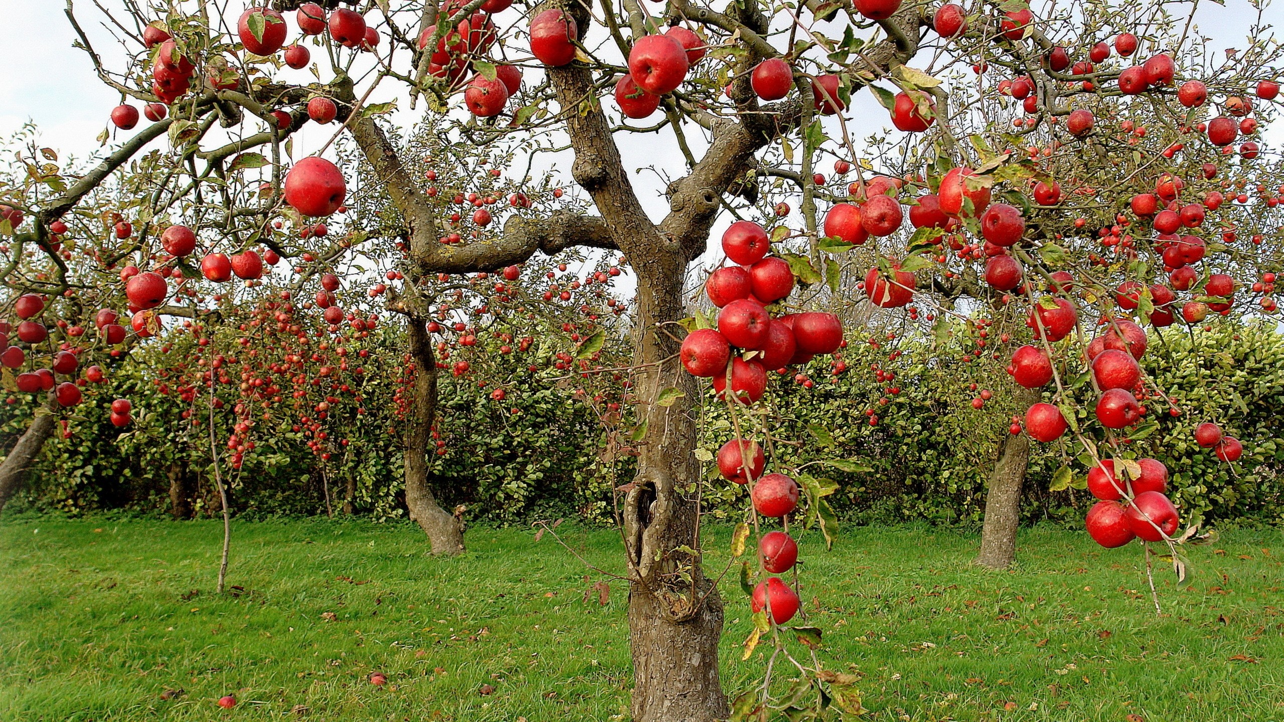 trees-autumn-season-red-apples.jpg