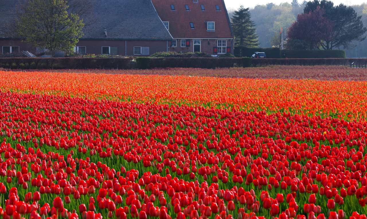 tulip-field-in-netherlands-871298040015lFQ.jpg