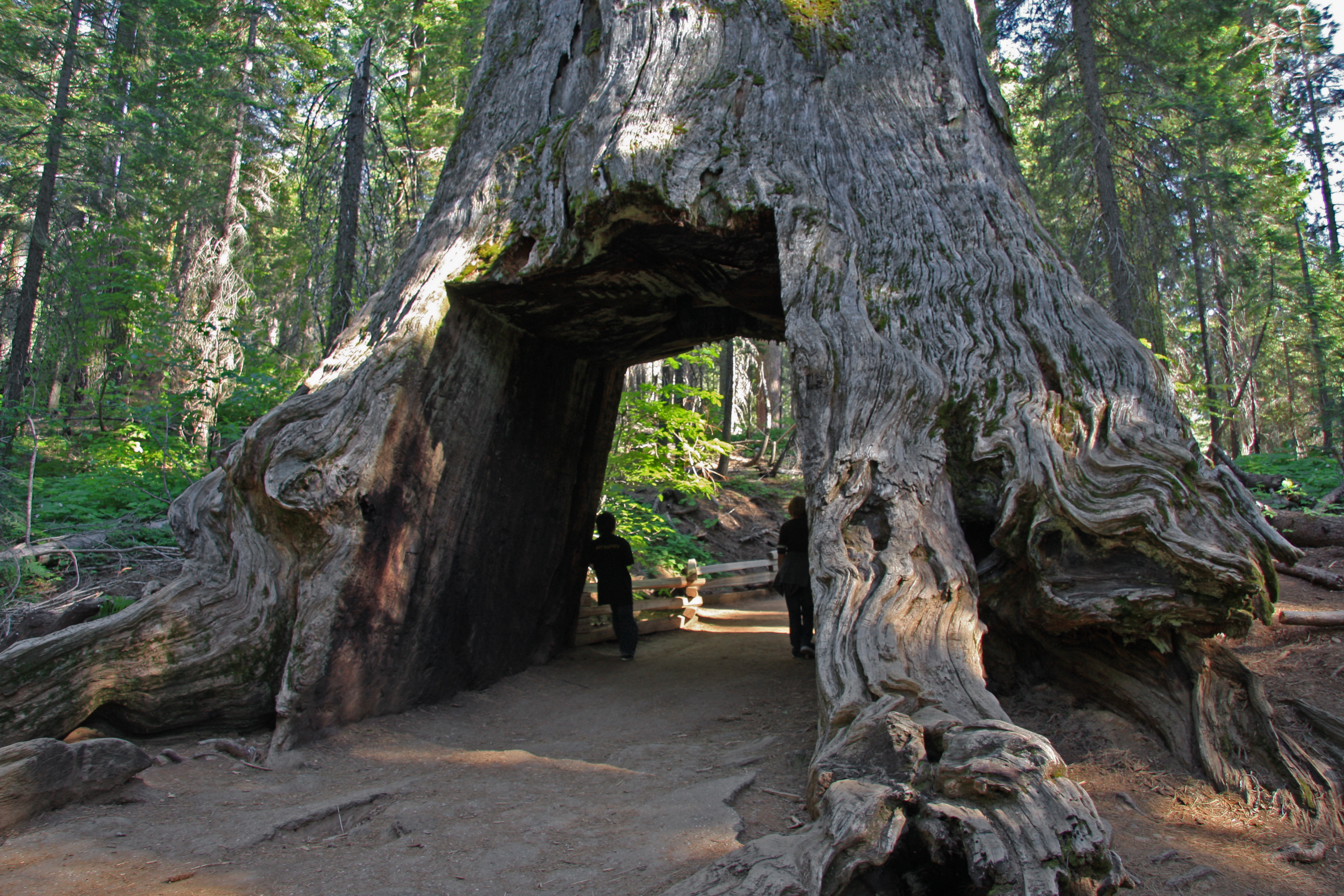 Tunnel_tree_in_Tuolumne_Grove.jpg