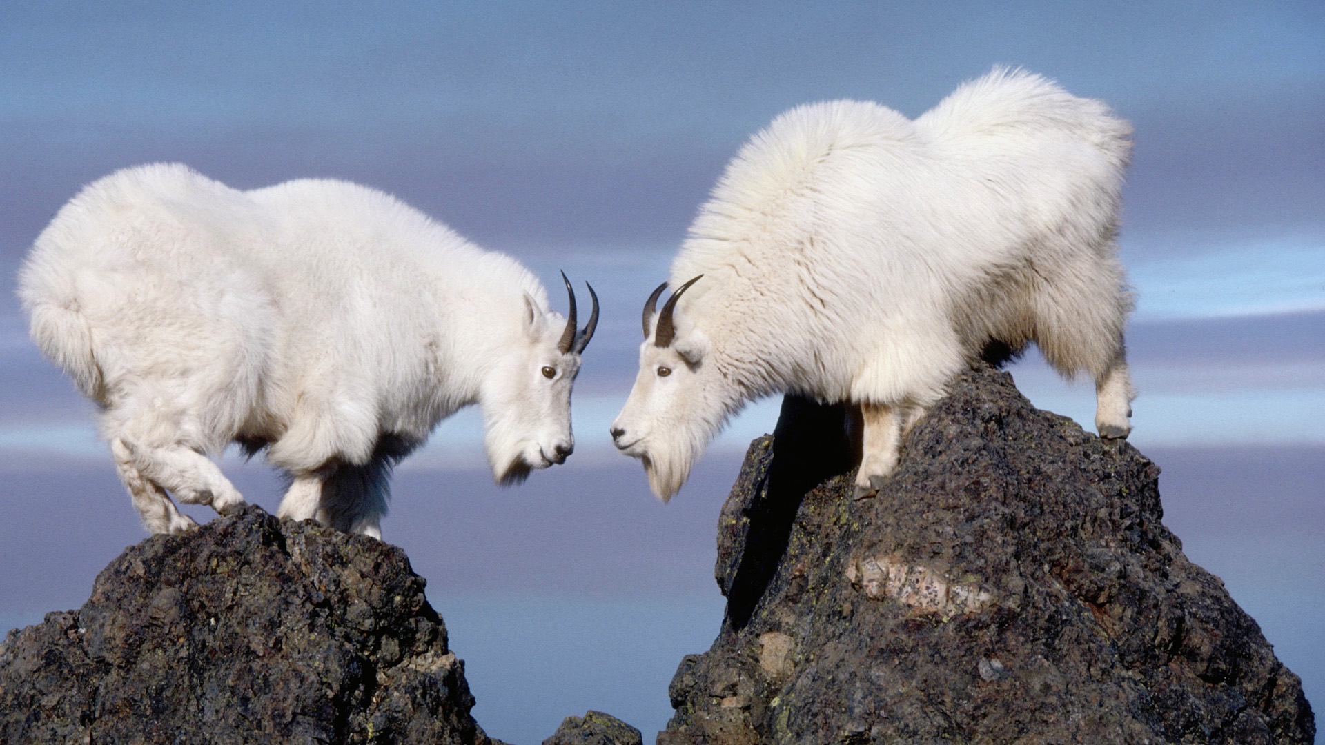 Twin_Rocky_Mountain_Goats2C_Olympic_National_Park2C_Washington.jpg