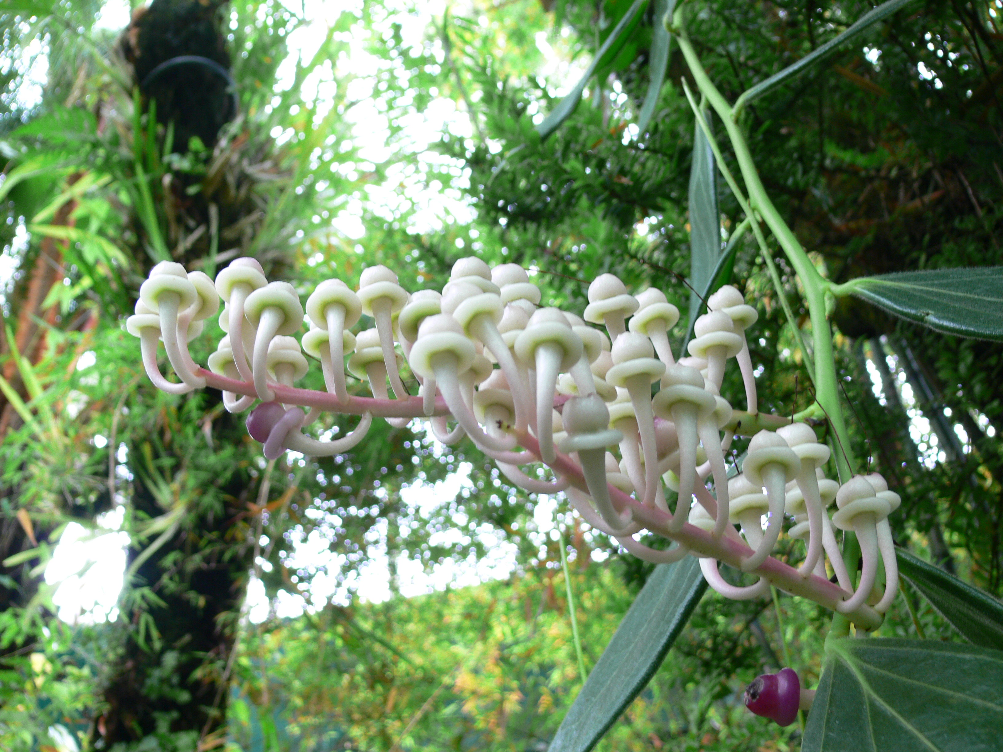 Unidentified_rainforest_plant.jpg