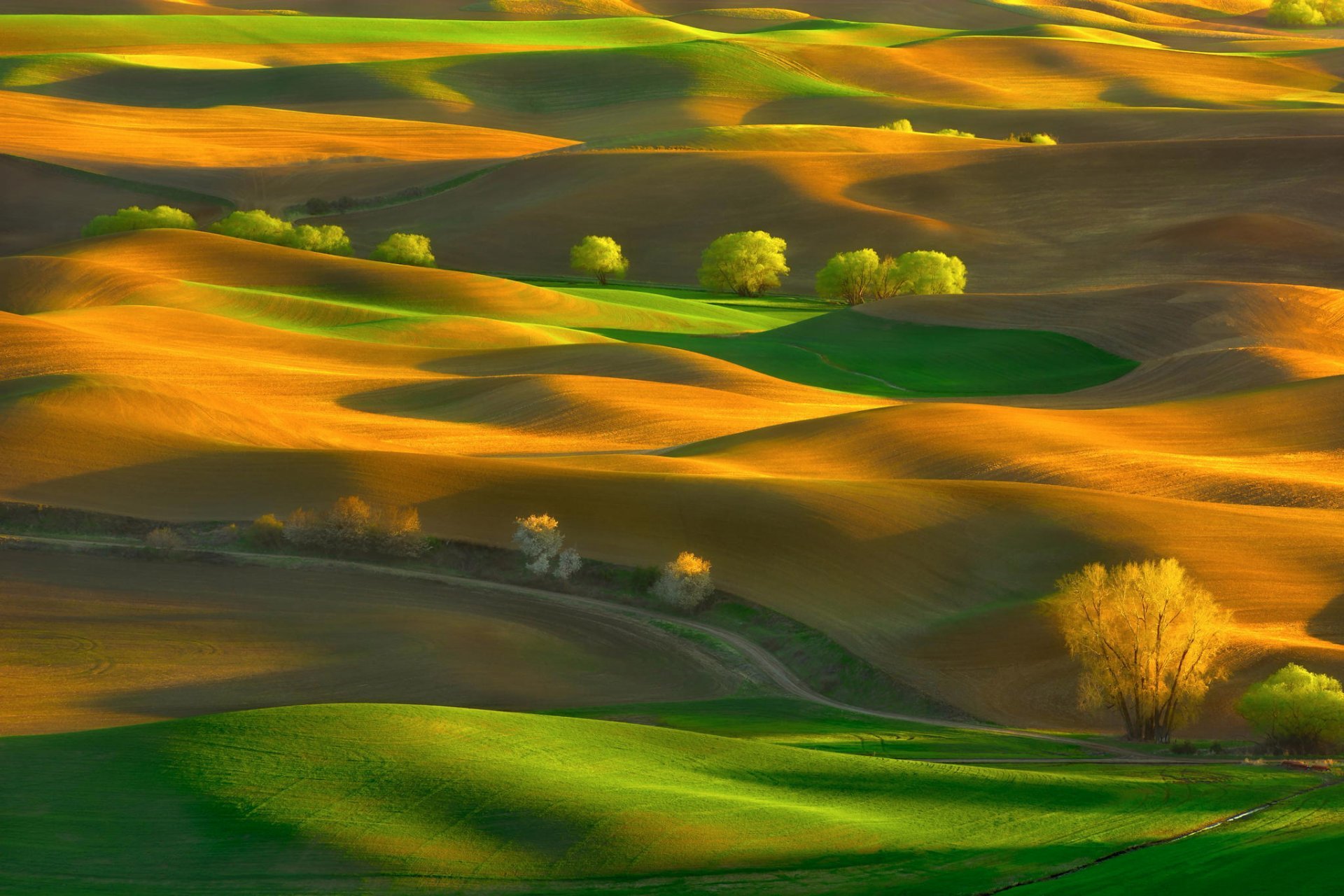 united-states-state-washington-steptoe-butte-state-park-spring-may-hills-tree-of-the-field-rugs.jpg