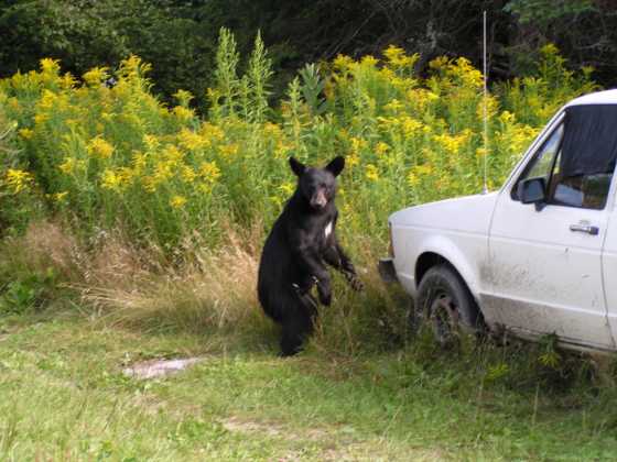 Ursus-americanus-Black-bear-(in-the-Adirondacks).jpg