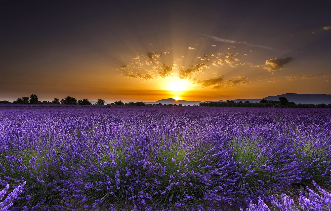 valensole-france-valansol-244.jpg