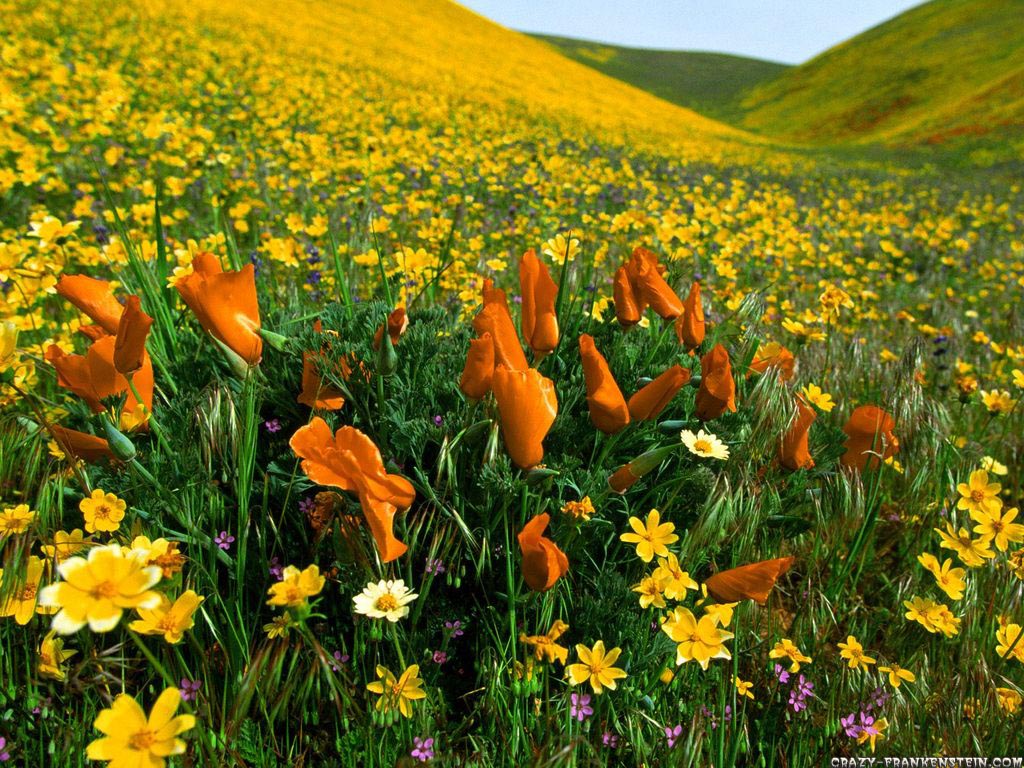 valley_of_flowers_2_wallpaper_hd_wallpaper_background_flooxscom.jpg