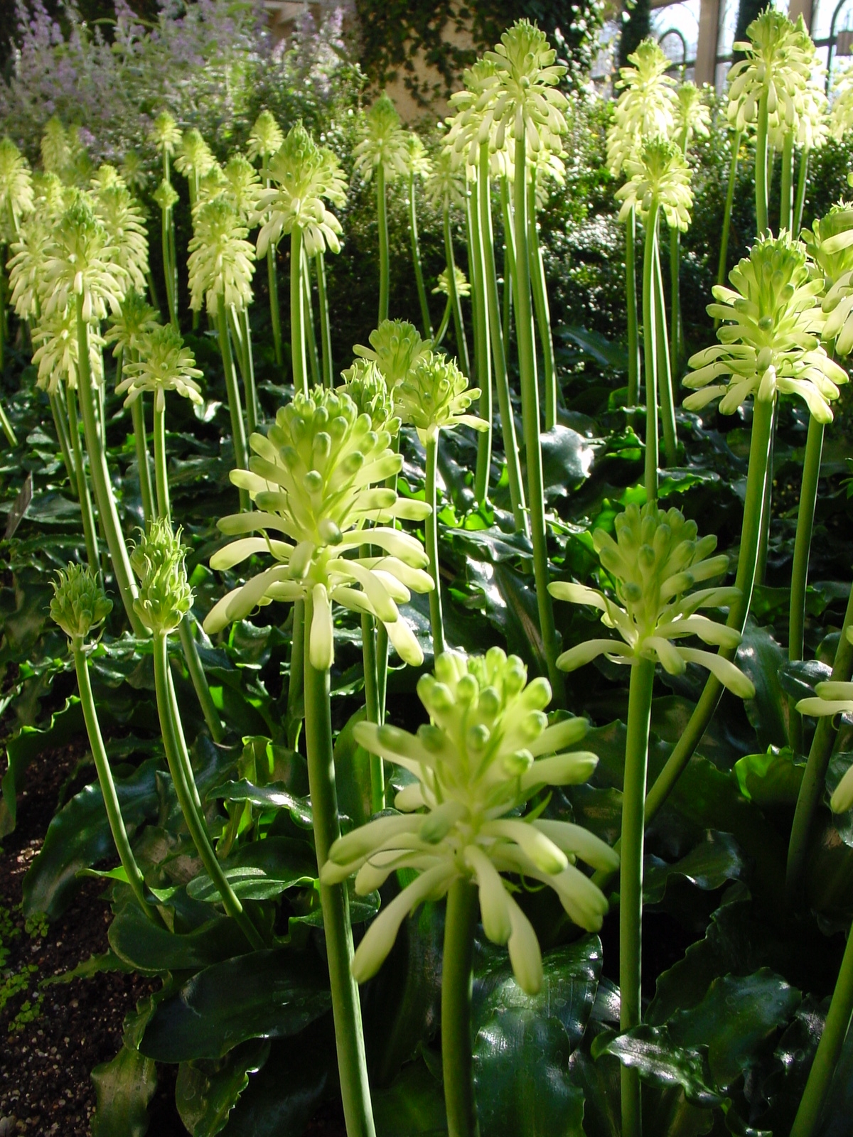 veltheimia-bractea-lutea.jpg