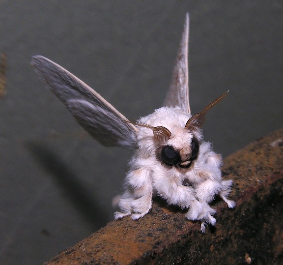 Venezuelan-Poodle-Moth-by-Arthur-Anker.jpg