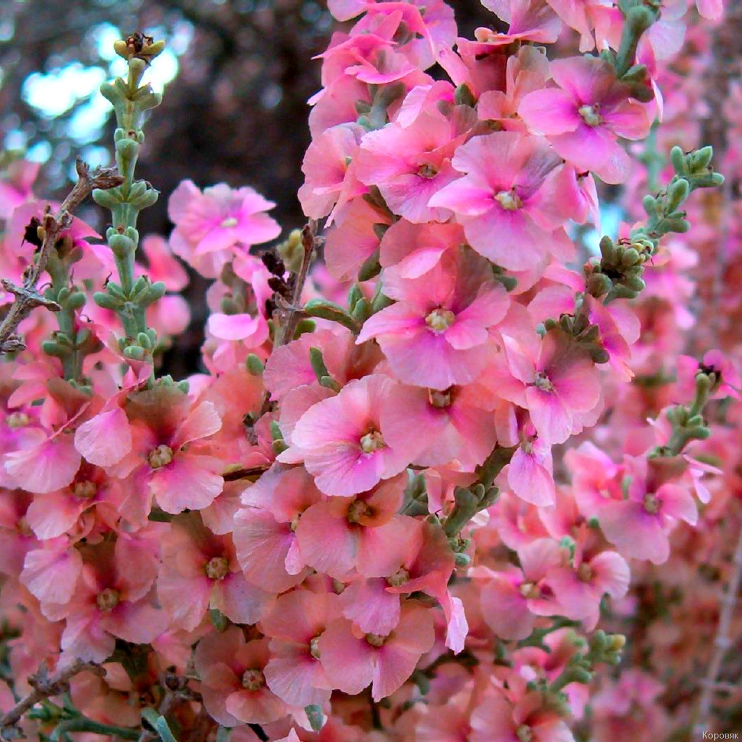 verbascum.jpg