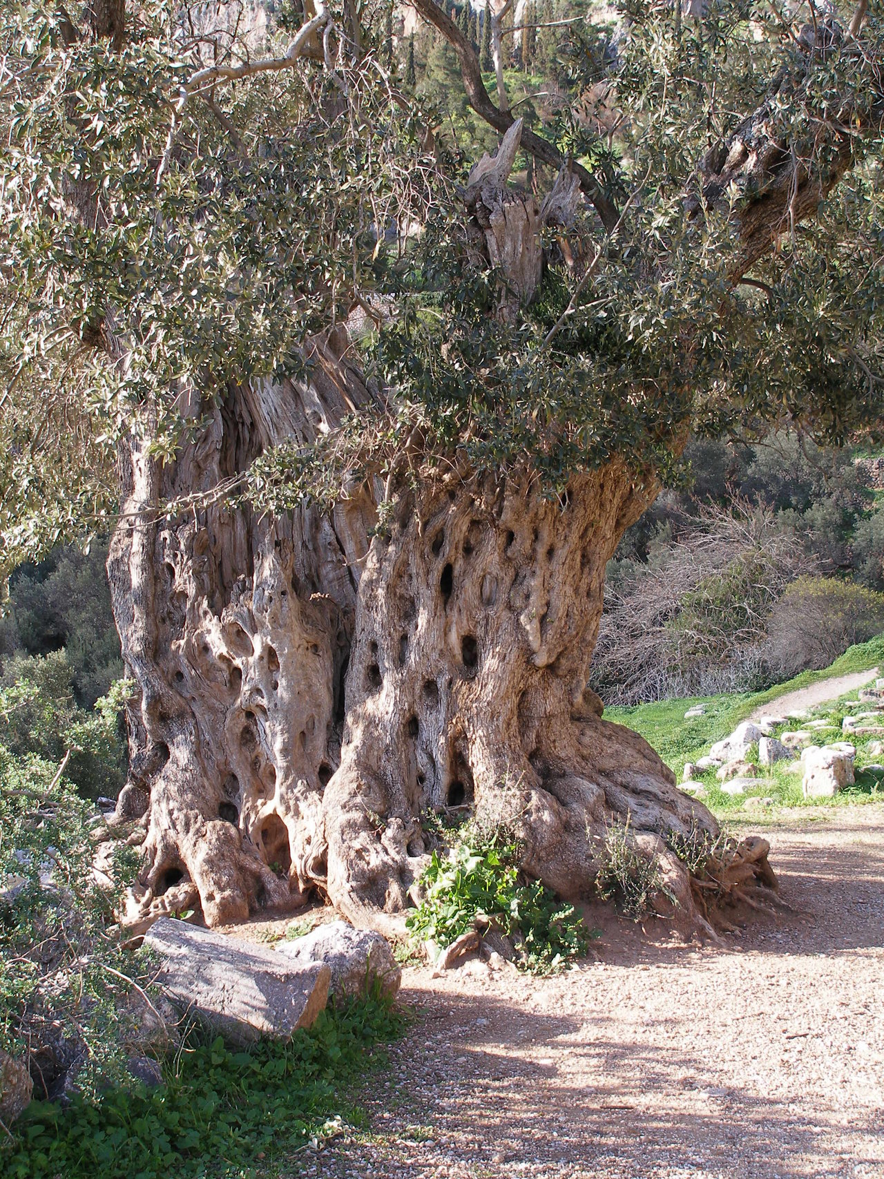 Very_old_olive_tree_by_morgenland.jpg