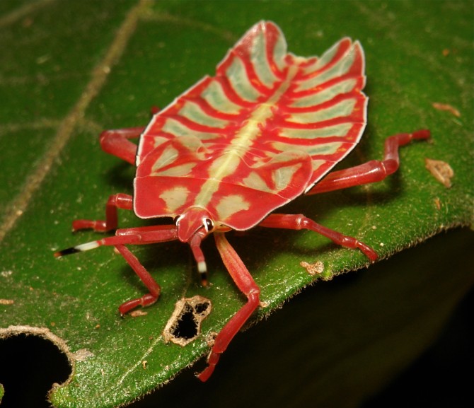 Weirdest-Insects-Tessaratomids-Shield-Bug-670x577.jpg