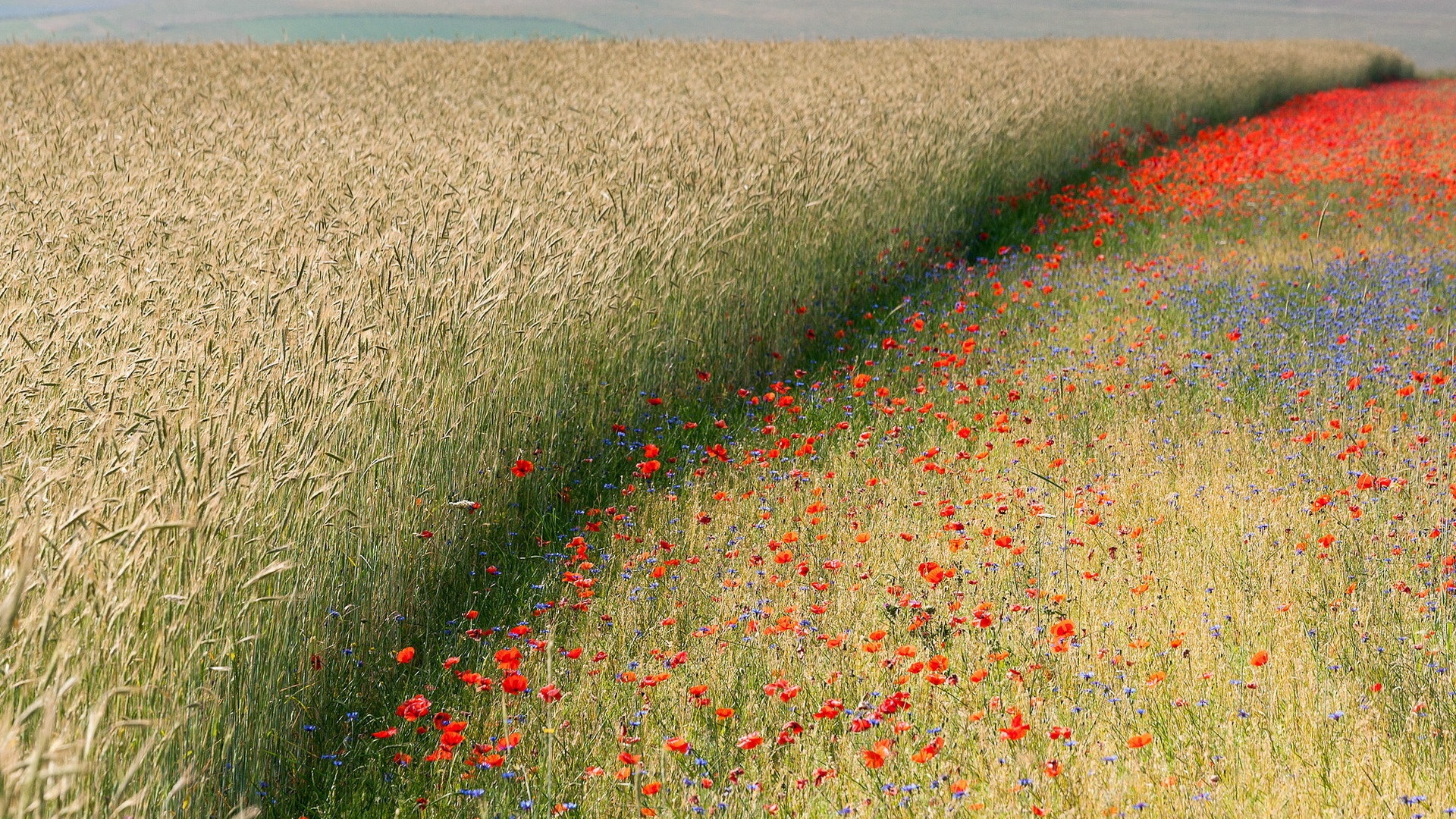 wheat-and-poppy-fields.jpg