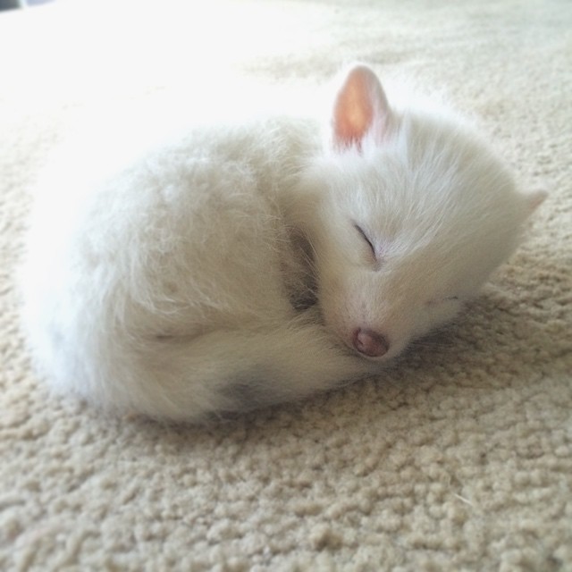 white-fox-cub-rylai-15.jpg