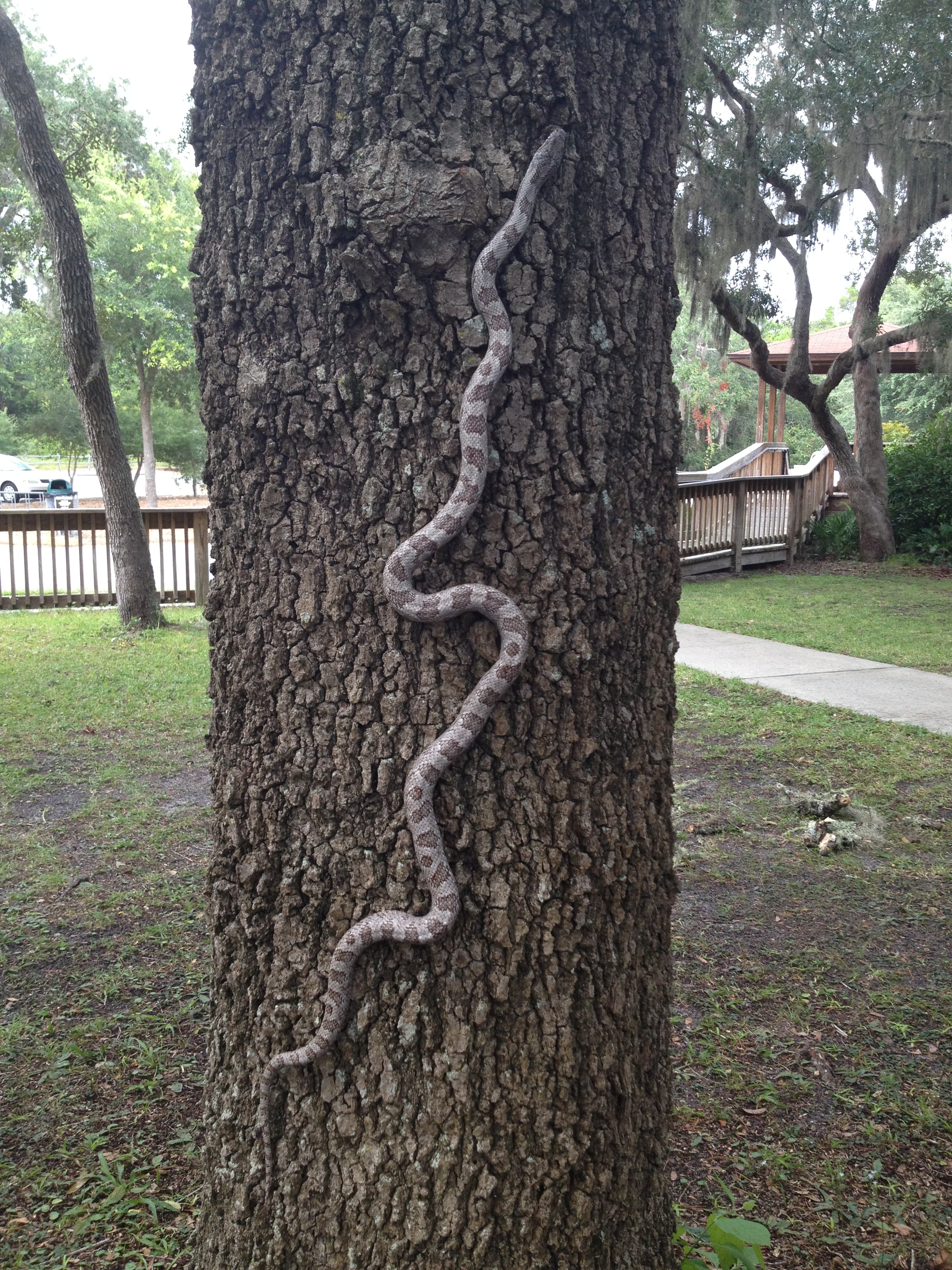 White Oak Snake.jpg