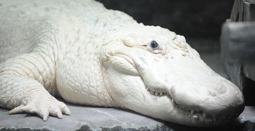 white_alligator_aaoa.jpg