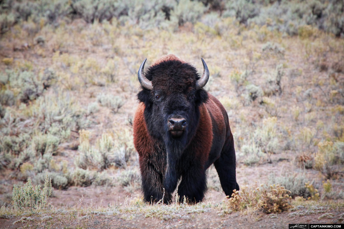 Wild-Bison-at-Lamar-Valley-in-Yellowstone-National-Park-Wyoming.jpg