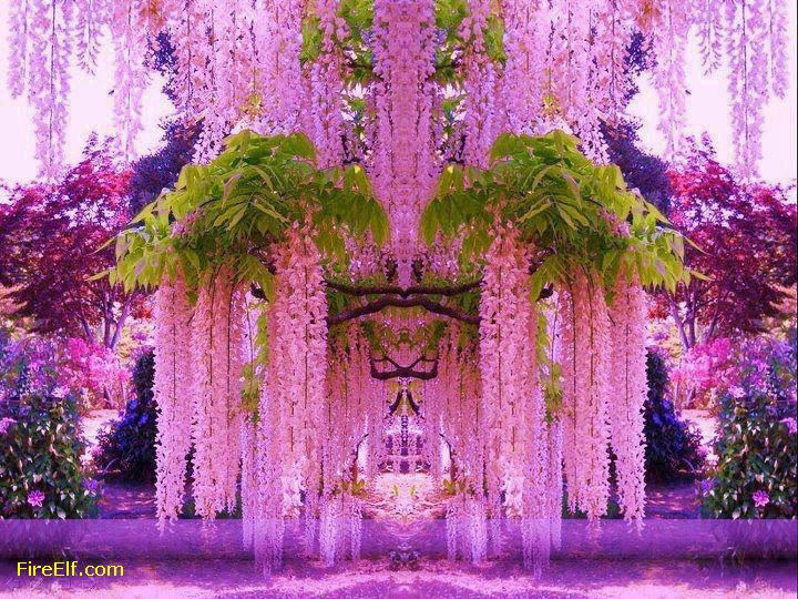 Wisteria-In-Japan.jpg