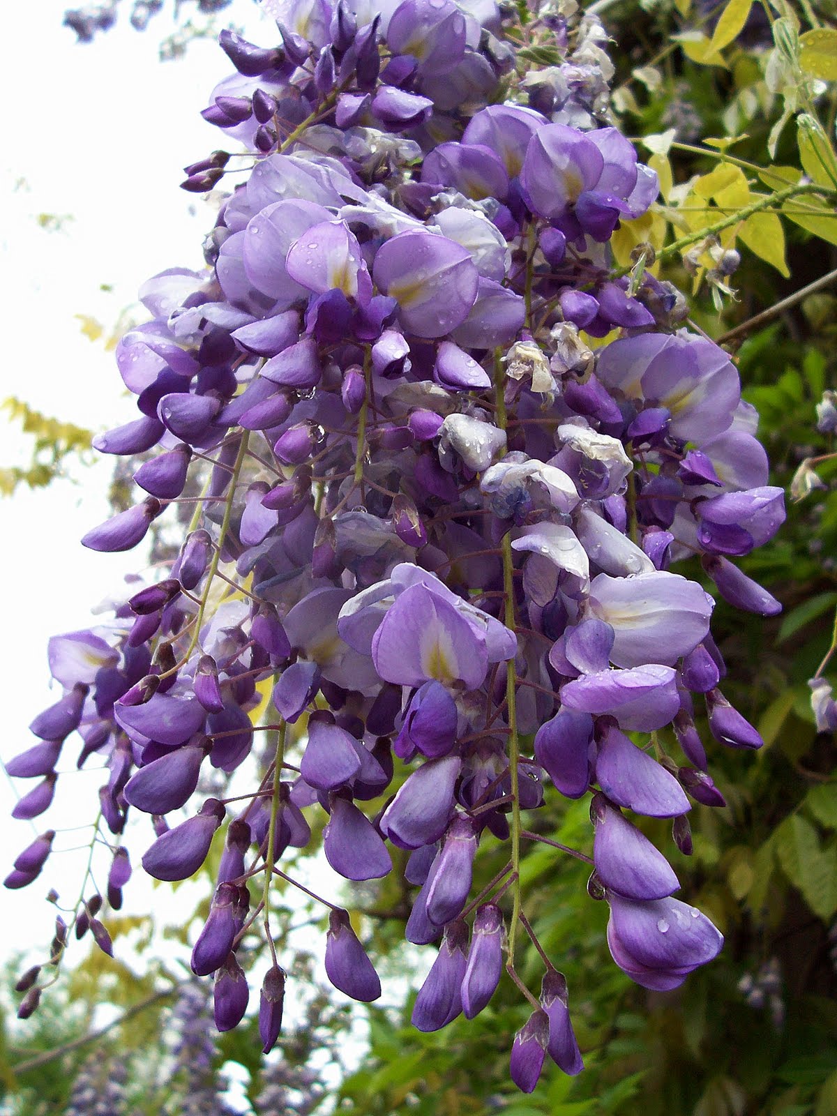 wisteria.jpg