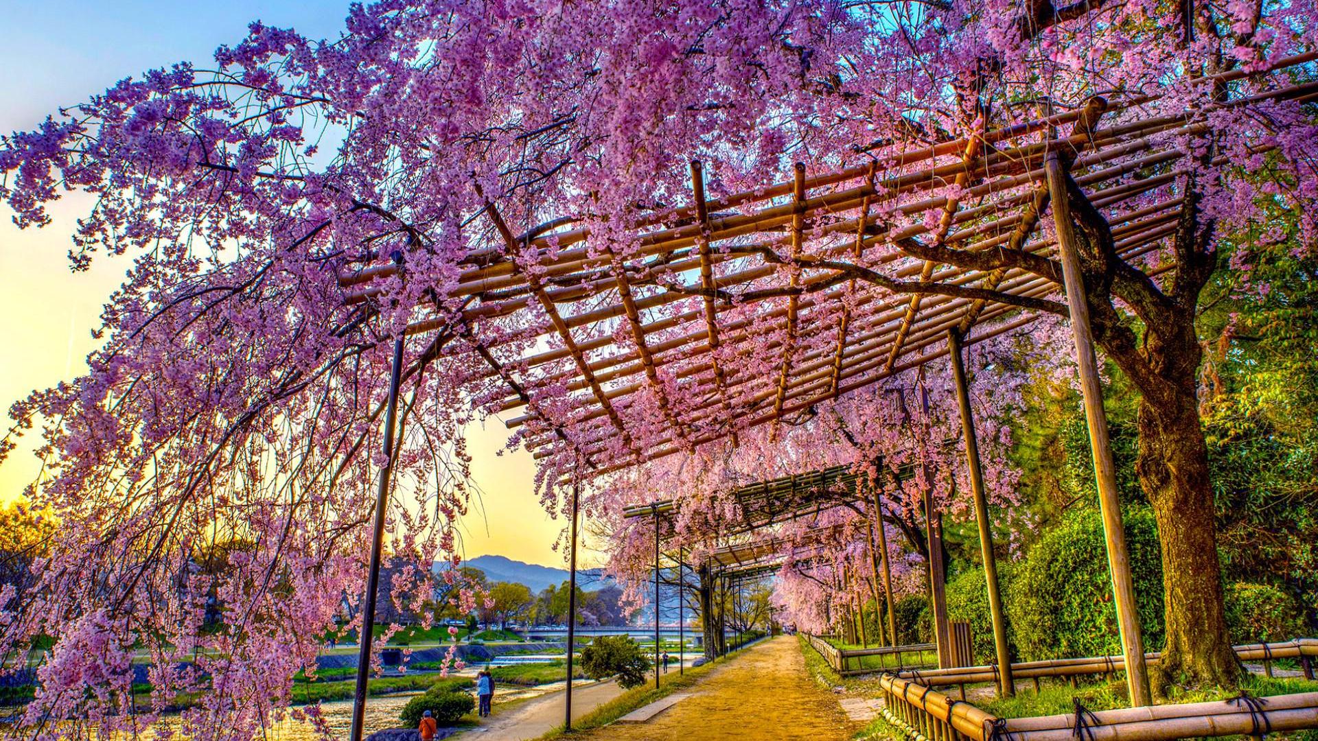 wonderful-blooming-tree-on-garden-trellises-hdr-hd-wallpaper-506788.jpg