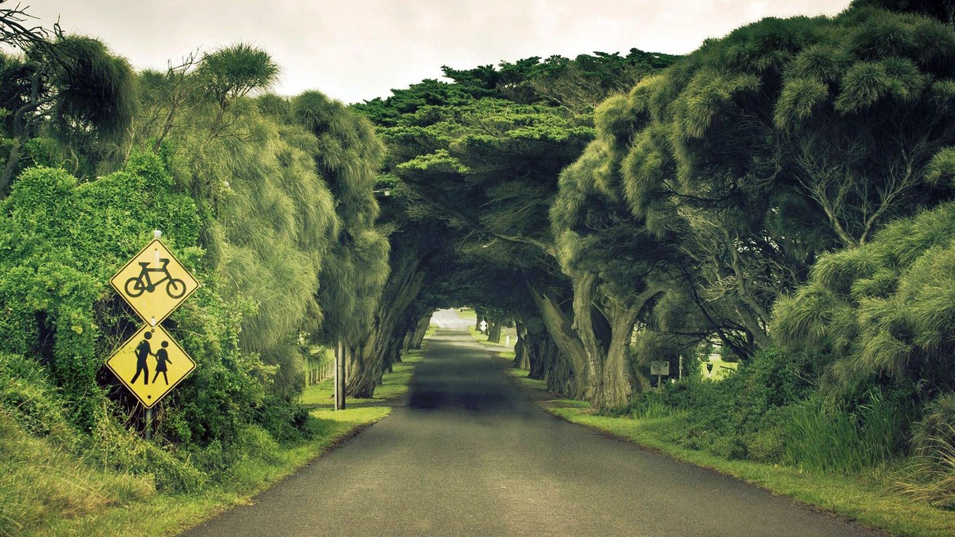 wonderful-tree-tunnel-296607.jpg