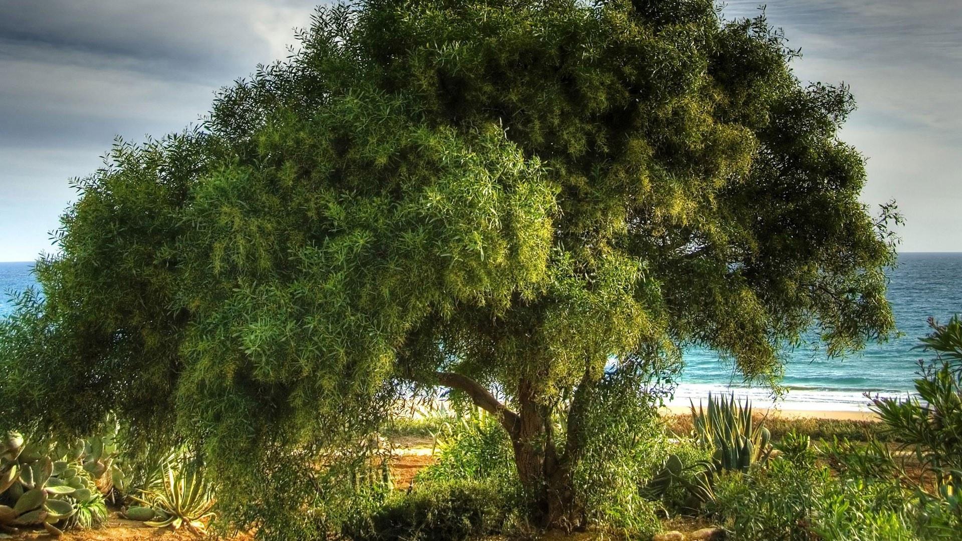 wonderful_tree_on_a_beach.jpg