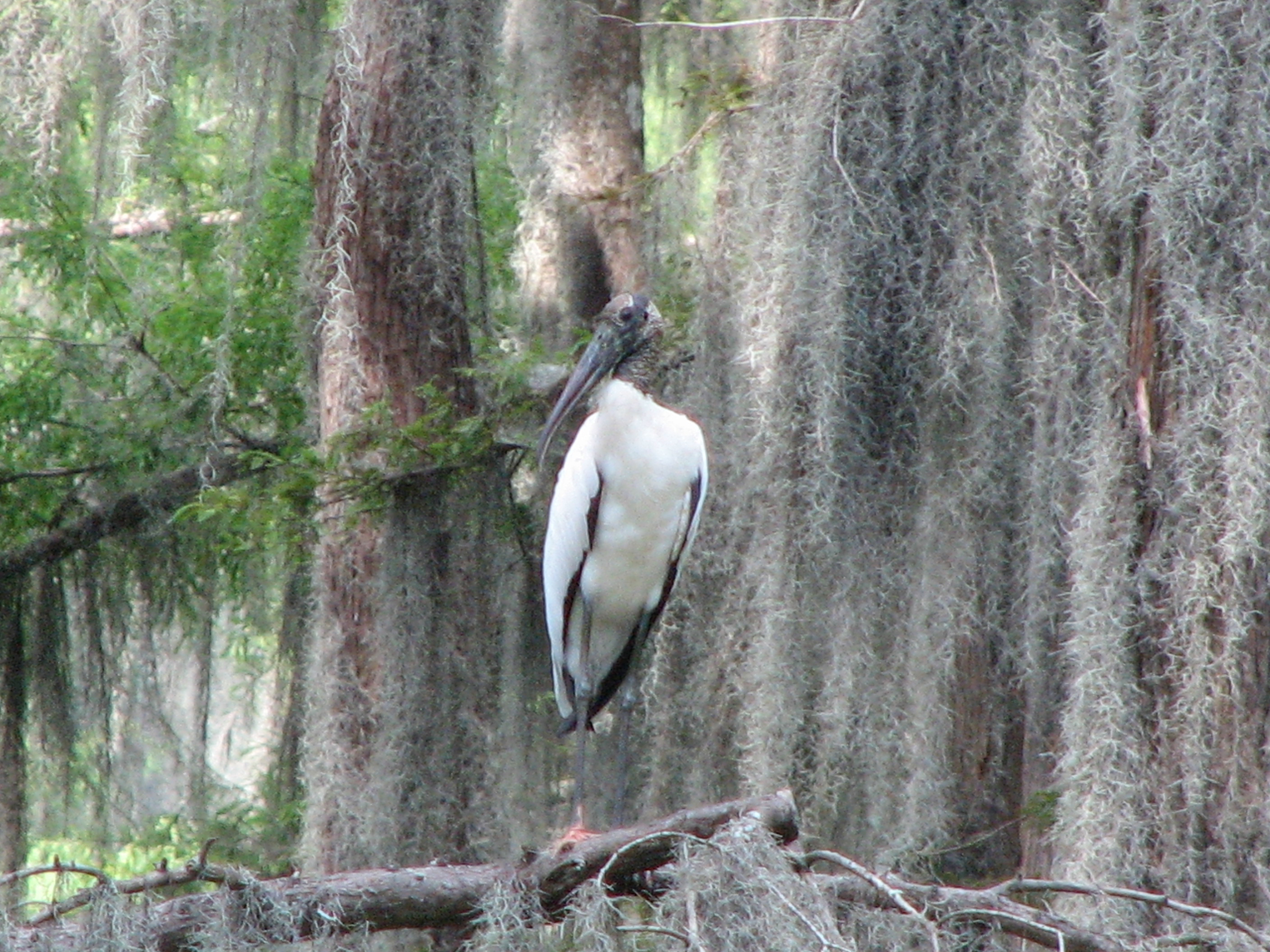 woodstork.jpg