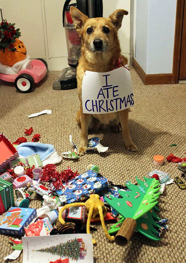 XX-animals-destroying-Christmas-3__605.jpg