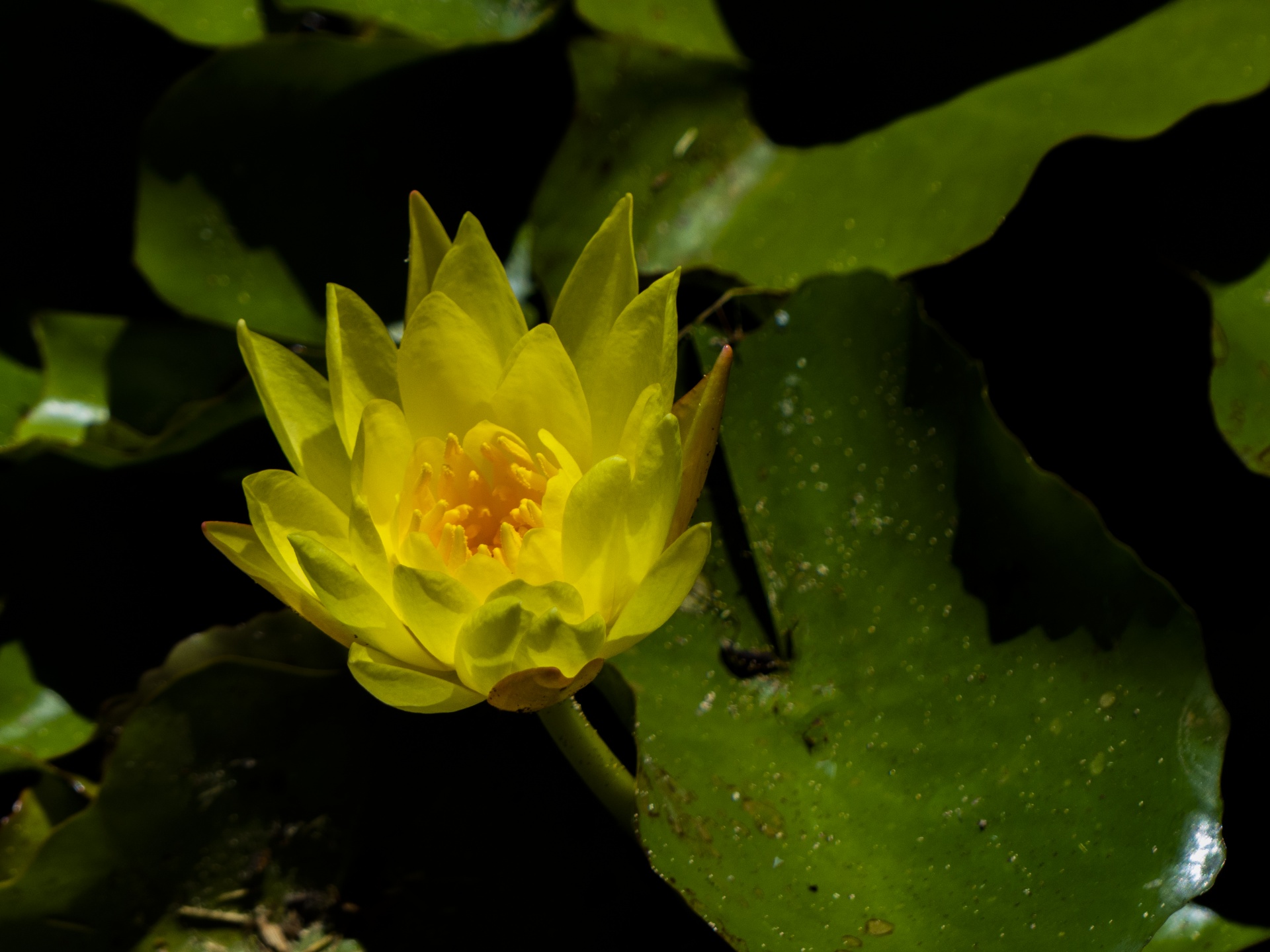 yellow-lotus-flower.jpg
