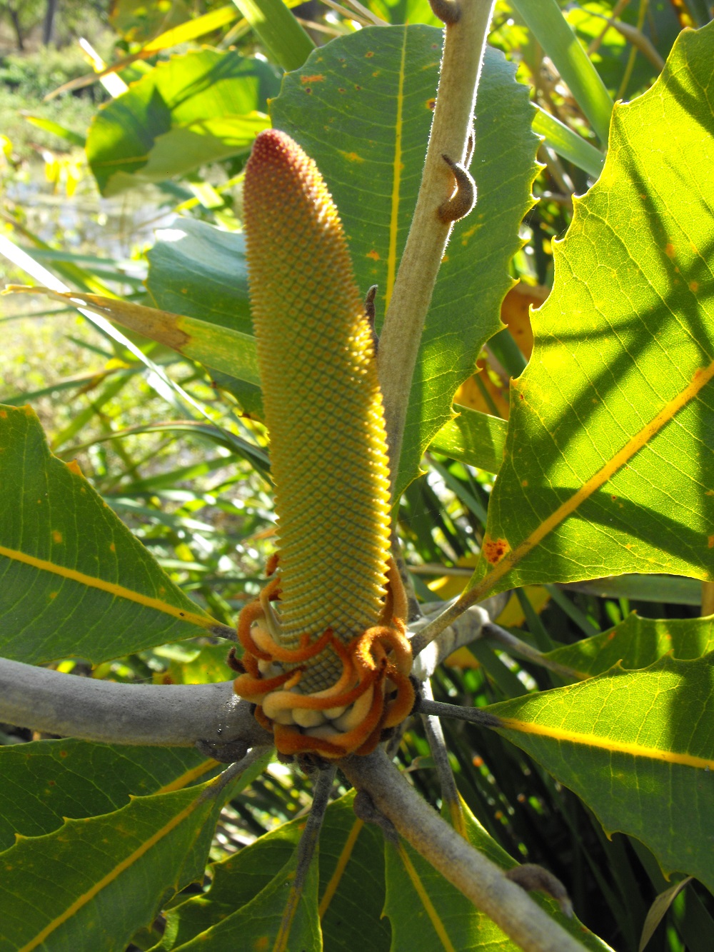 young-banksia-flower-sherwood.jpg