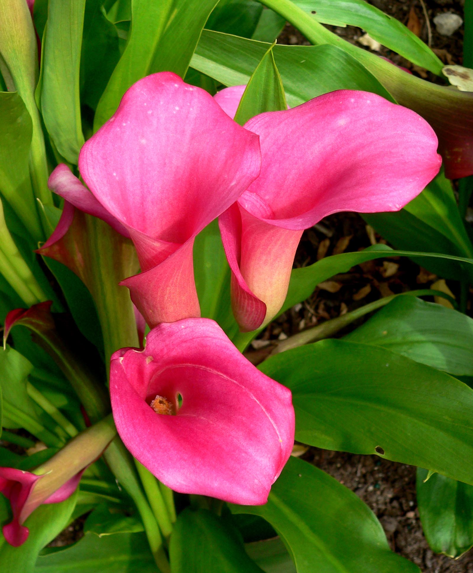 Zantedeschia_Neon_Amour_1.jpg