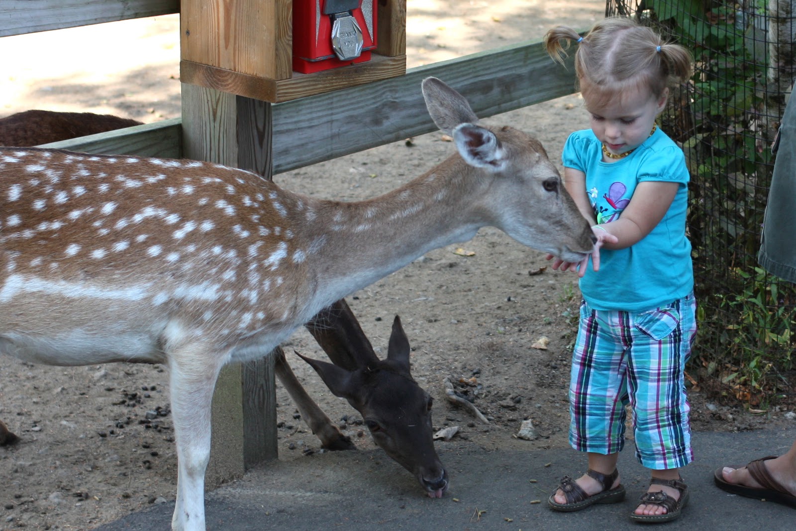 Zoo+-+Vicki+Feeding+Deer.jpg