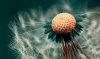 dandelion_fluff_macro_hd-wallpaper-33298.jpg