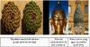 Pineal Gland Secrets 19.jpg