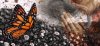 butterfly-effect-prayers-rituals-3.jpg